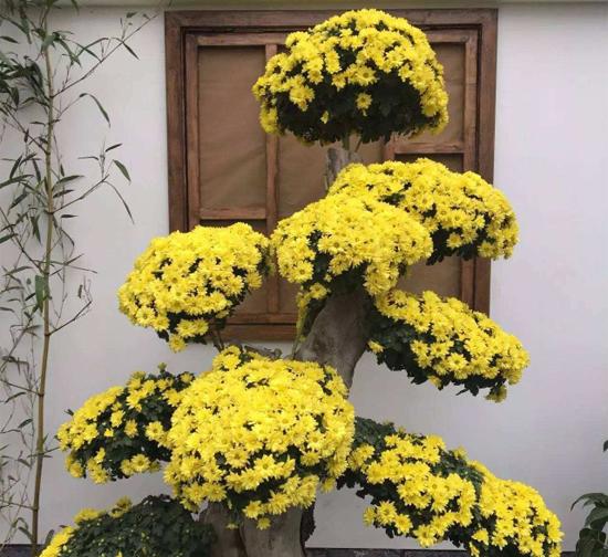 台湾 造型菊花种植